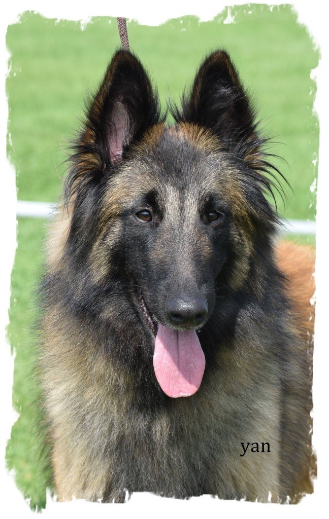 CH. S.r.l'ira loin Du Domaine De L'avenir - 2Ex en classe jeune