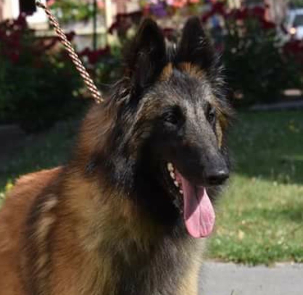 CH. S.r.l'ira loin Du Domaine De L'avenir - 3Ex en classe intermédiaire