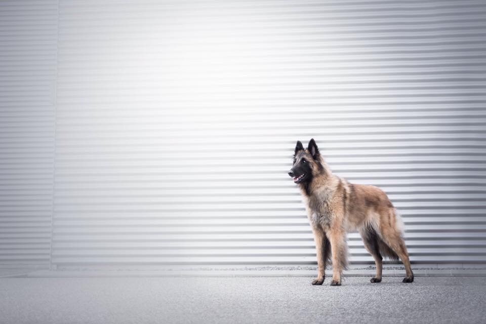 CH. S.r.l'ira loin Du Domaine De L'avenir - 1Ex, CACL, CACIB, BOB