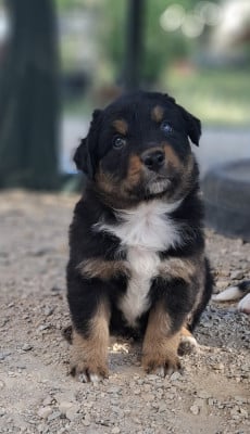 Black jack - Berger Australien