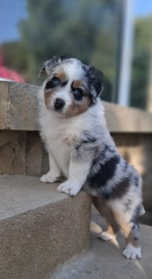 Les chiots de Berger Australien