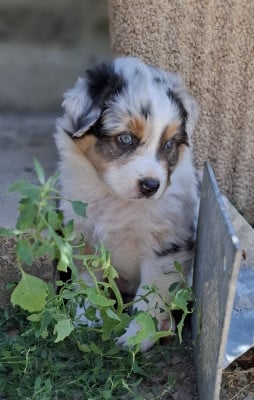 Babouchka - Berger Australien