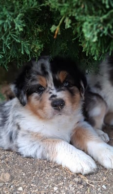 Les chiots de Berger Australien