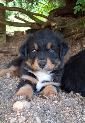 Les chiots de Berger Australien