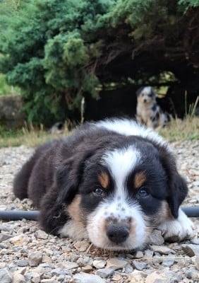 Les chiots de Berger Australien