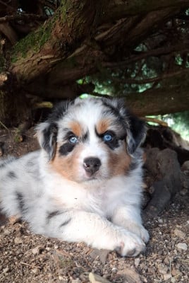 Les chiots de Berger Australien