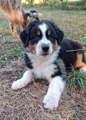 Les chiots de Berger Australien