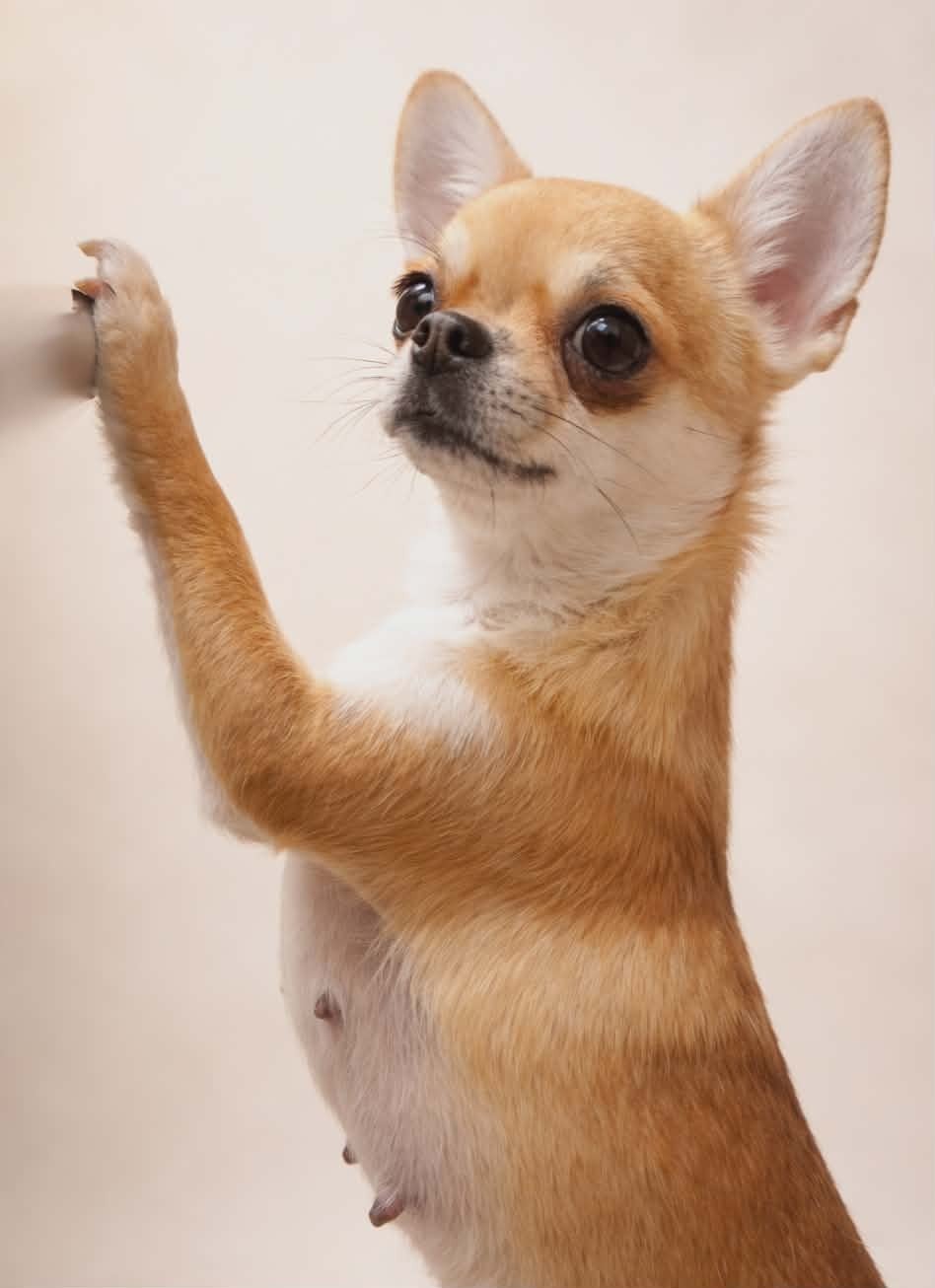 Publication : Du Grimoire Des Nains