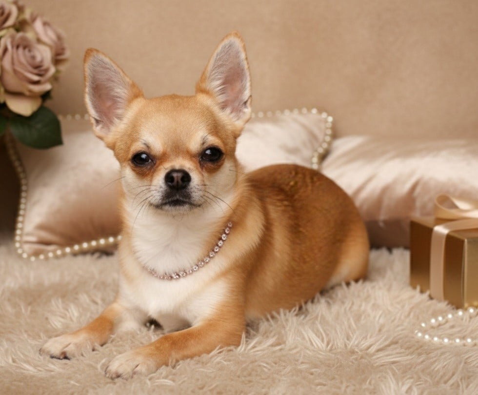 Publication : Du Grimoire Des Nains