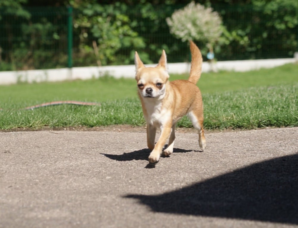 Publication : Du Grimoire Des Nains