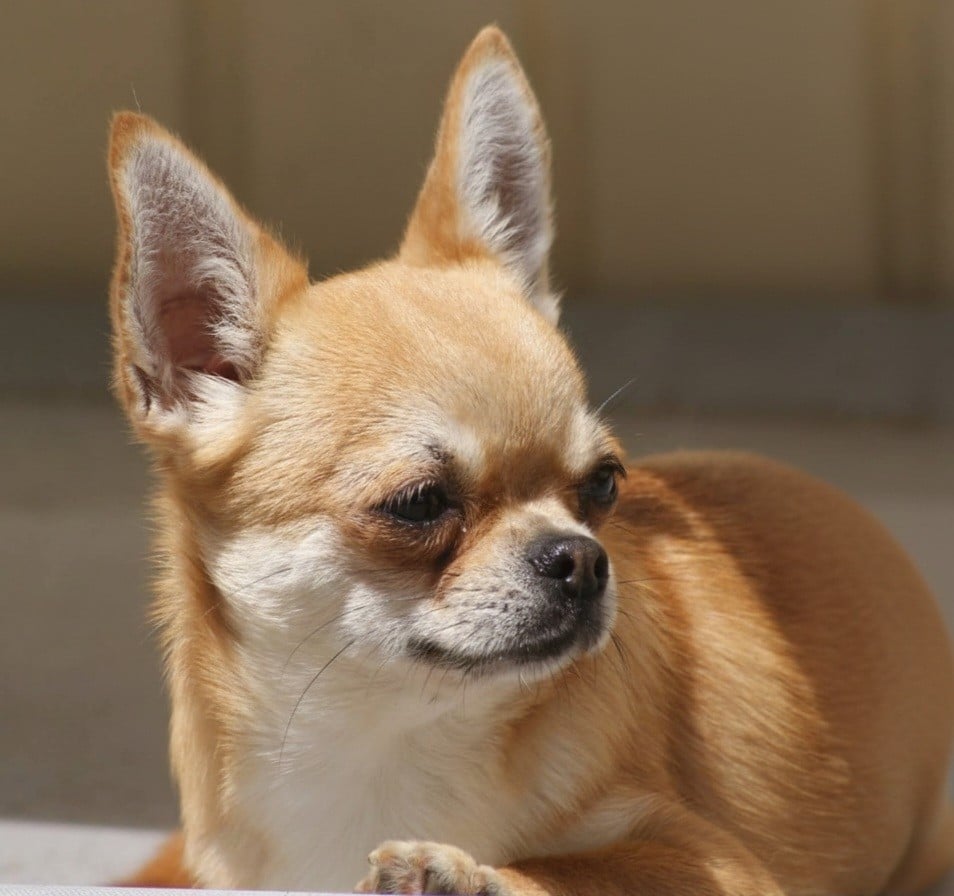 Publication : Du Grimoire Des Nains