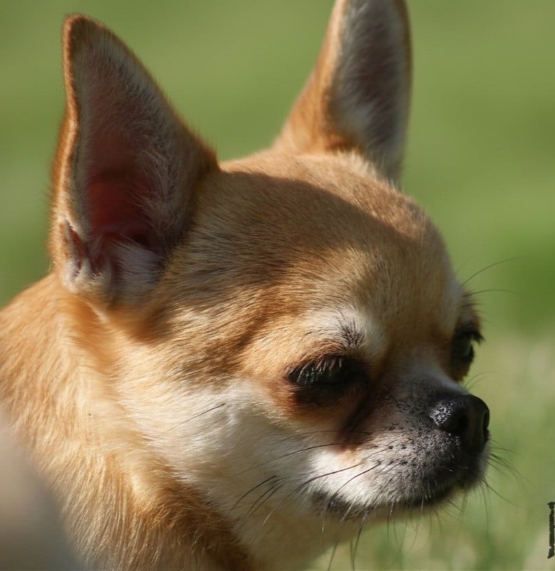 Publication : Du Grimoire Des Nains