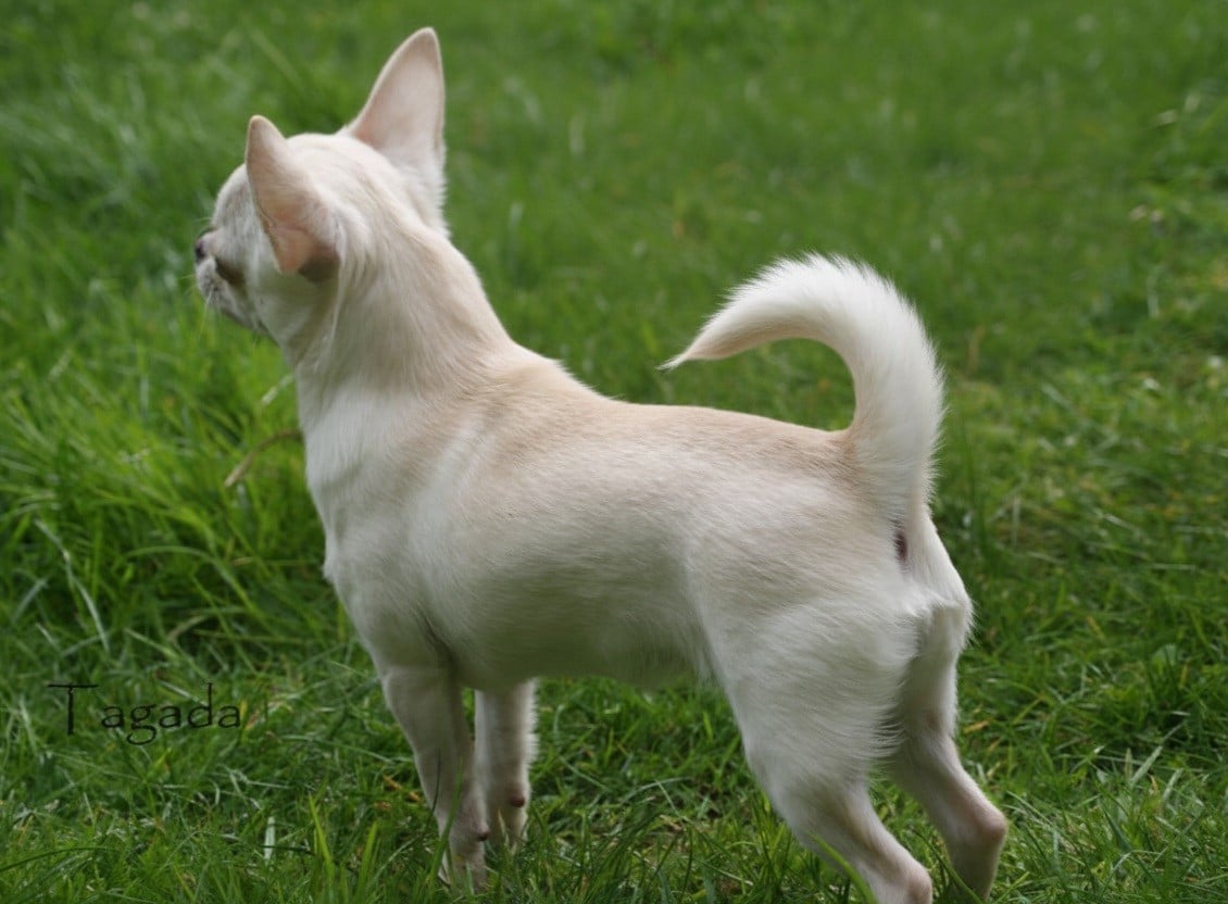 Publication : Du Grimoire Des Nains