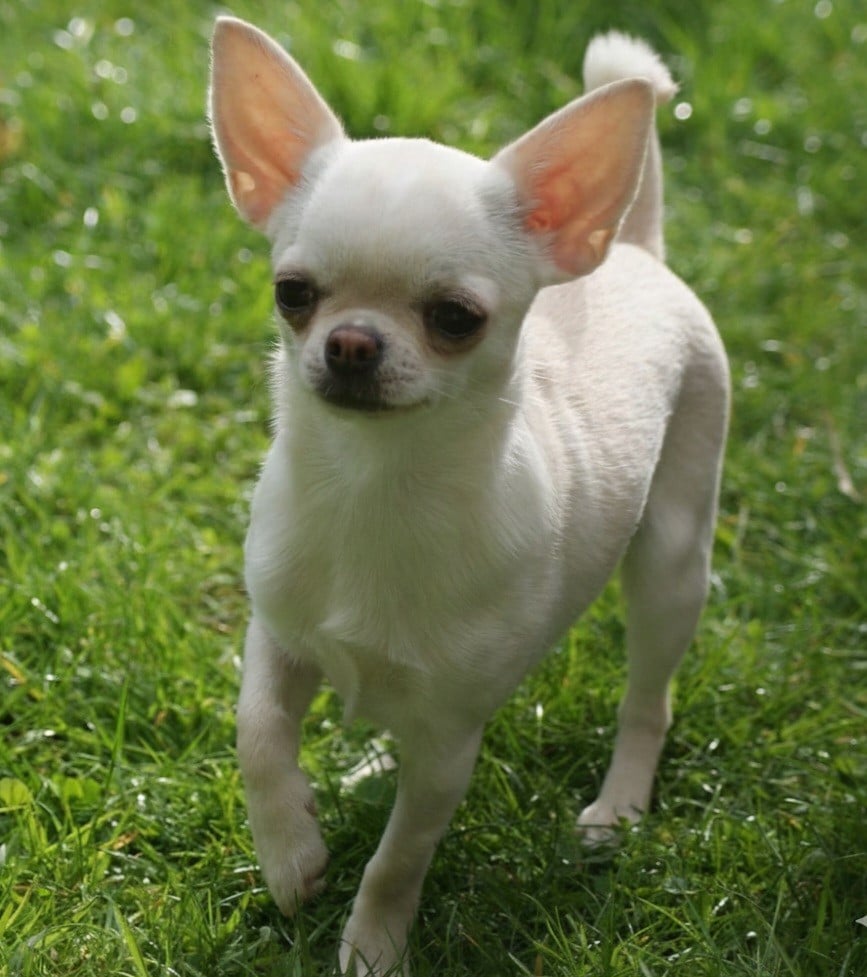 Publication : Du Grimoire Des Nains