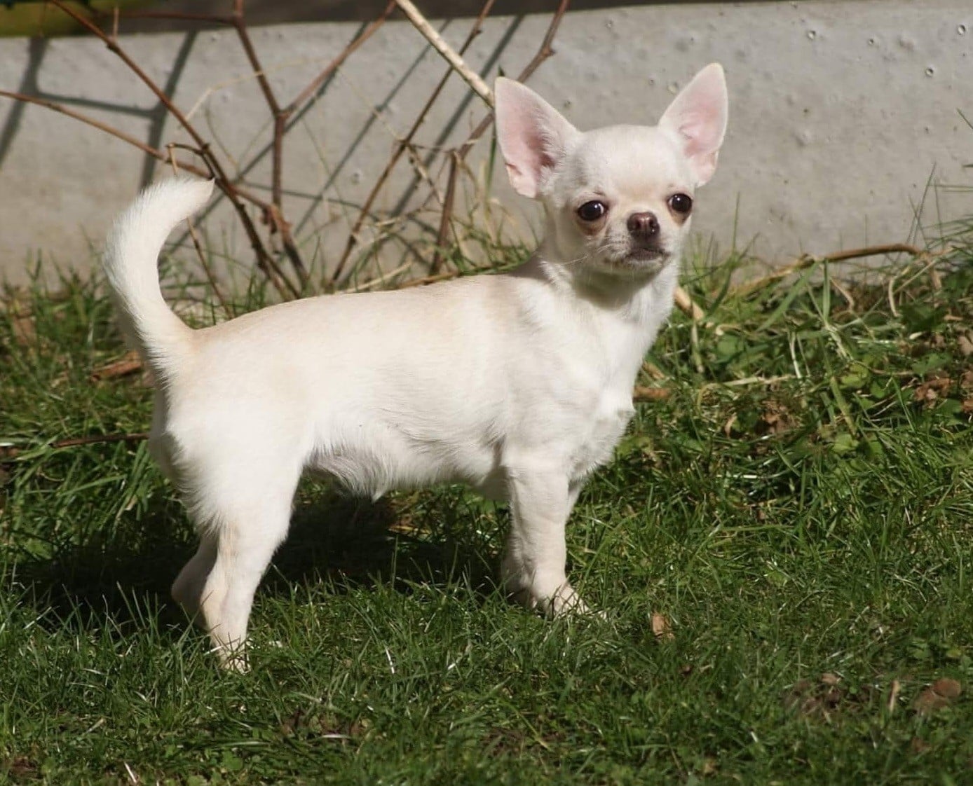 Publication : Du Grimoire Des Nains