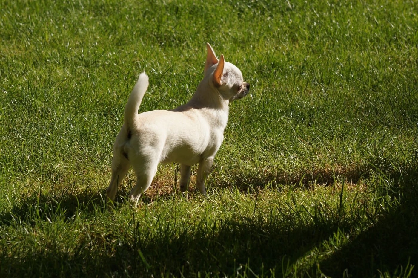 Publication : Du Grimoire Des Nains