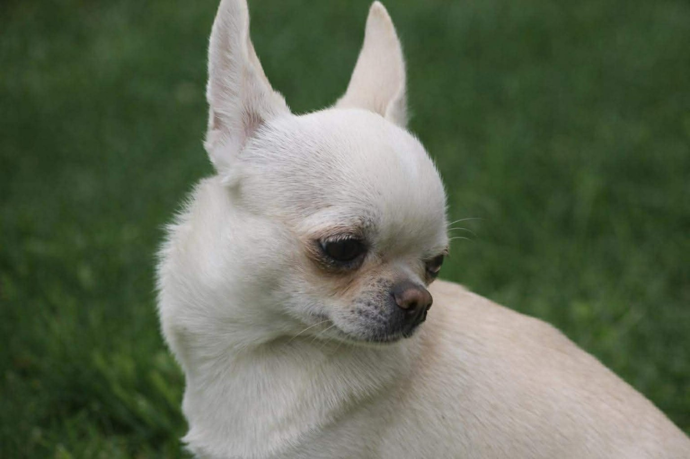 Publication : Du Grimoire Des Nains