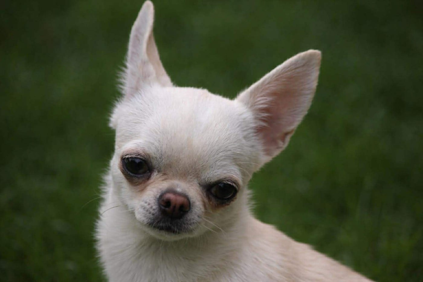 Publication : Du Grimoire Des Nains