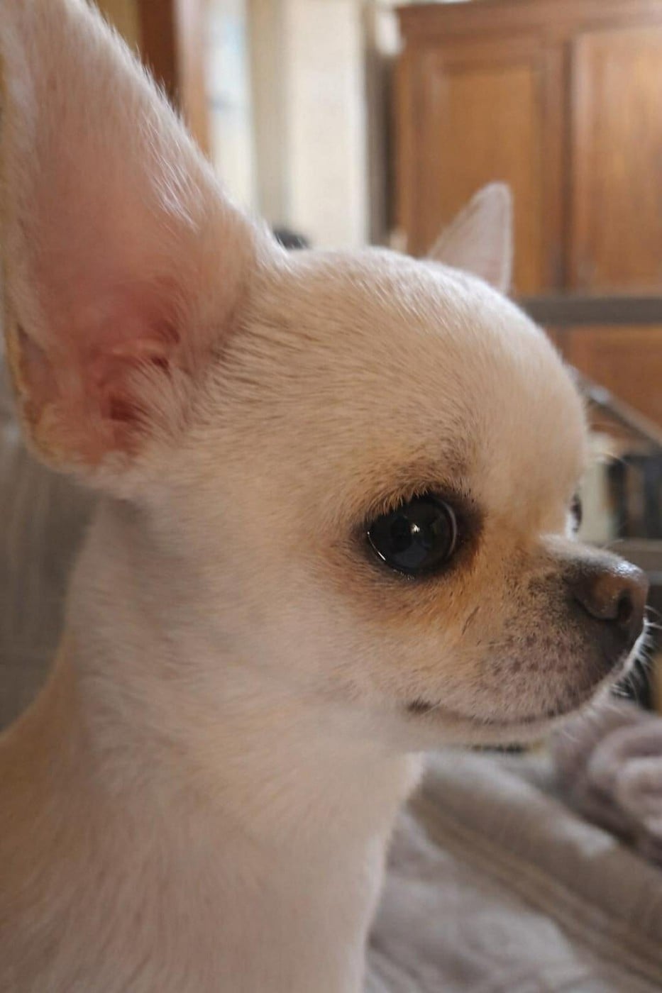 Publication : Du Grimoire Des Nains