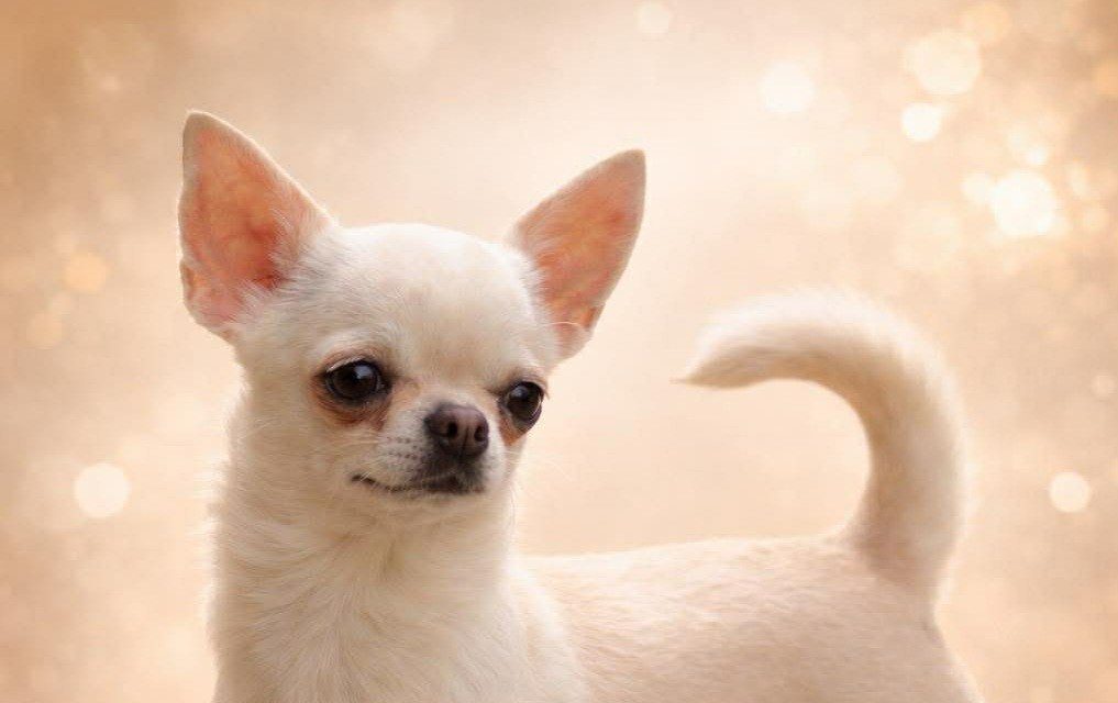 Publication : Du Grimoire Des Nains