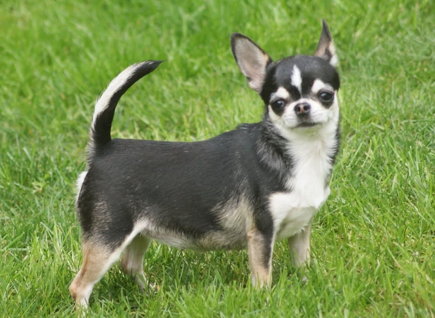 Publication : Du Grimoire Des Nains