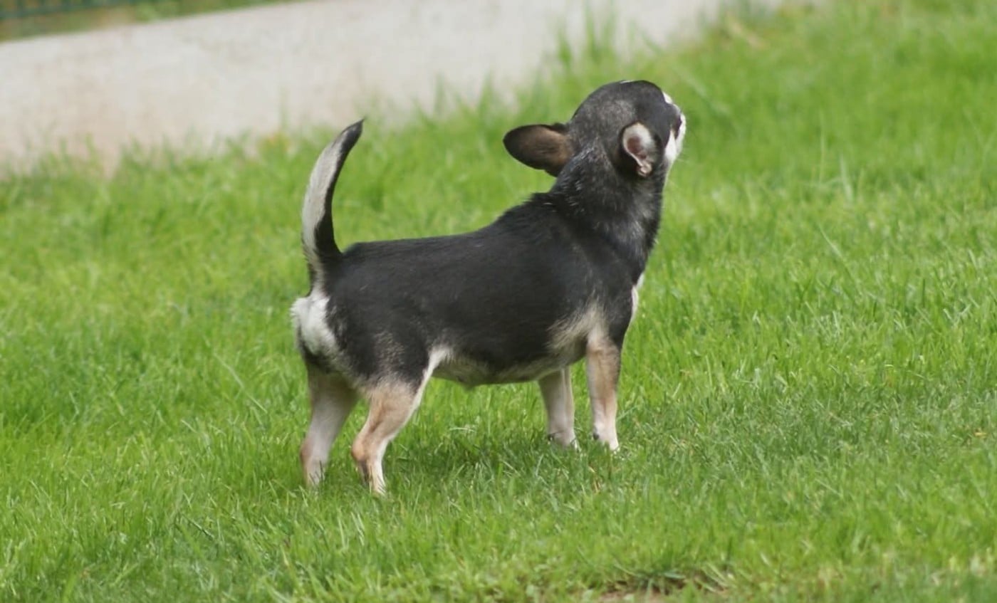 Publication : Du Grimoire Des Nains