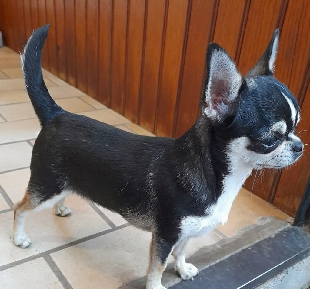 Publication : Du Grimoire Des Nains