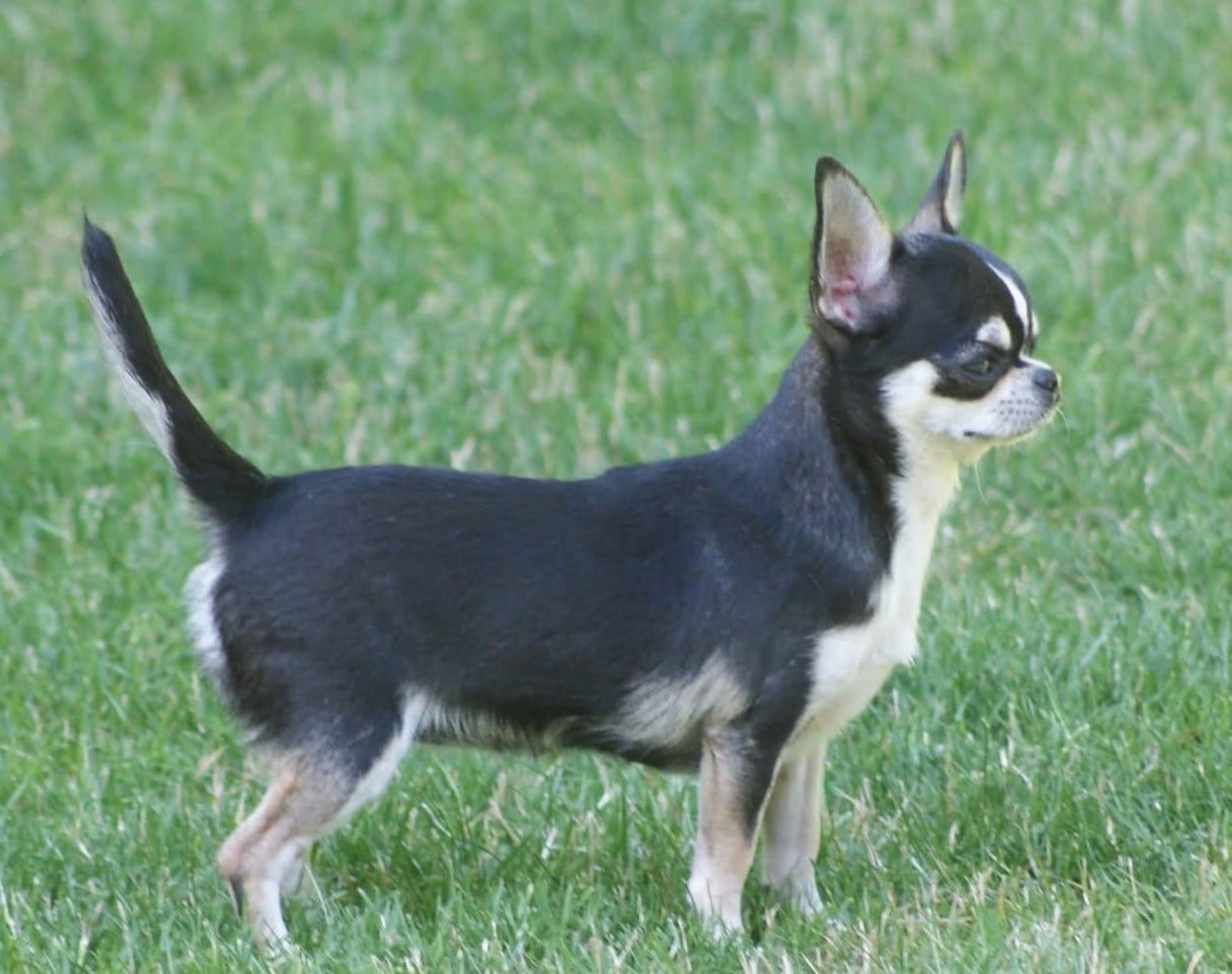 Publication : Du Grimoire Des Nains