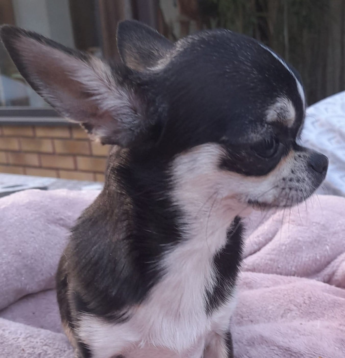 Publication : Du Grimoire Des Nains