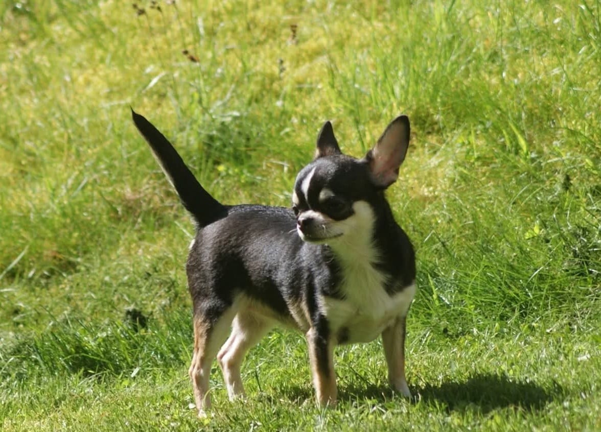 Publication : Du Grimoire Des Nains