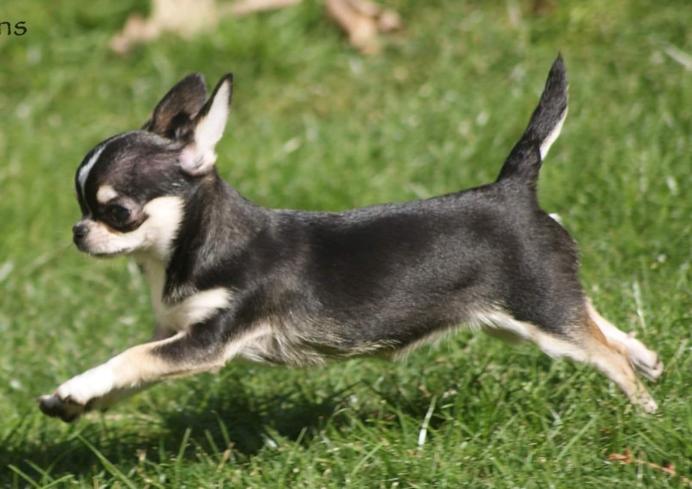 Publication : Du Grimoire Des Nains