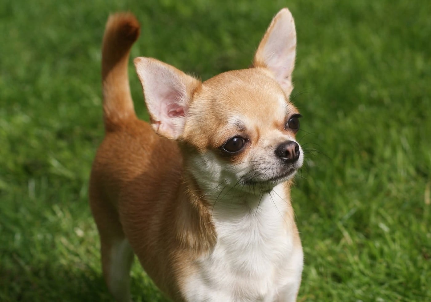 Publication : Du Grimoire Des Nains