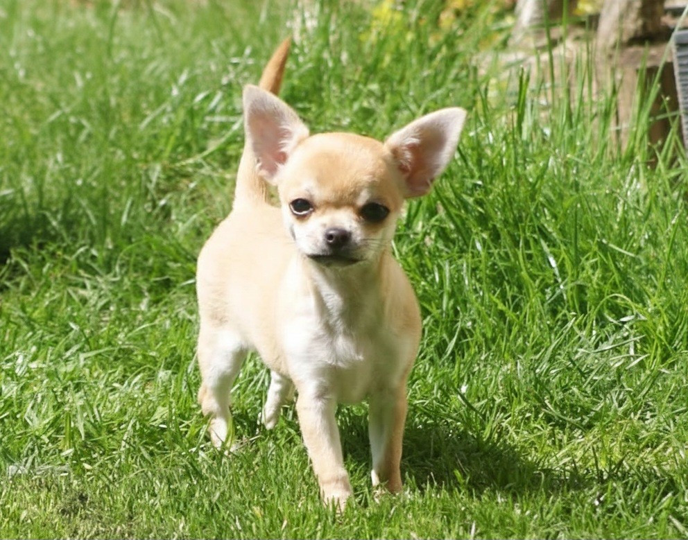 Publication : Du Grimoire Des Nains