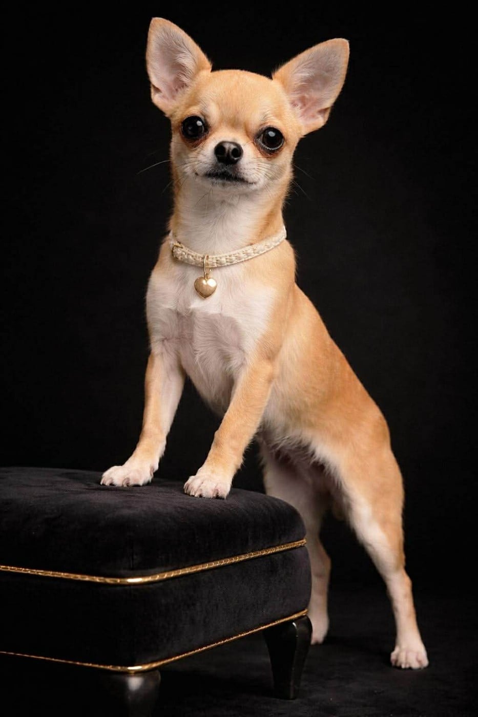 Publication : Du Grimoire Des Nains