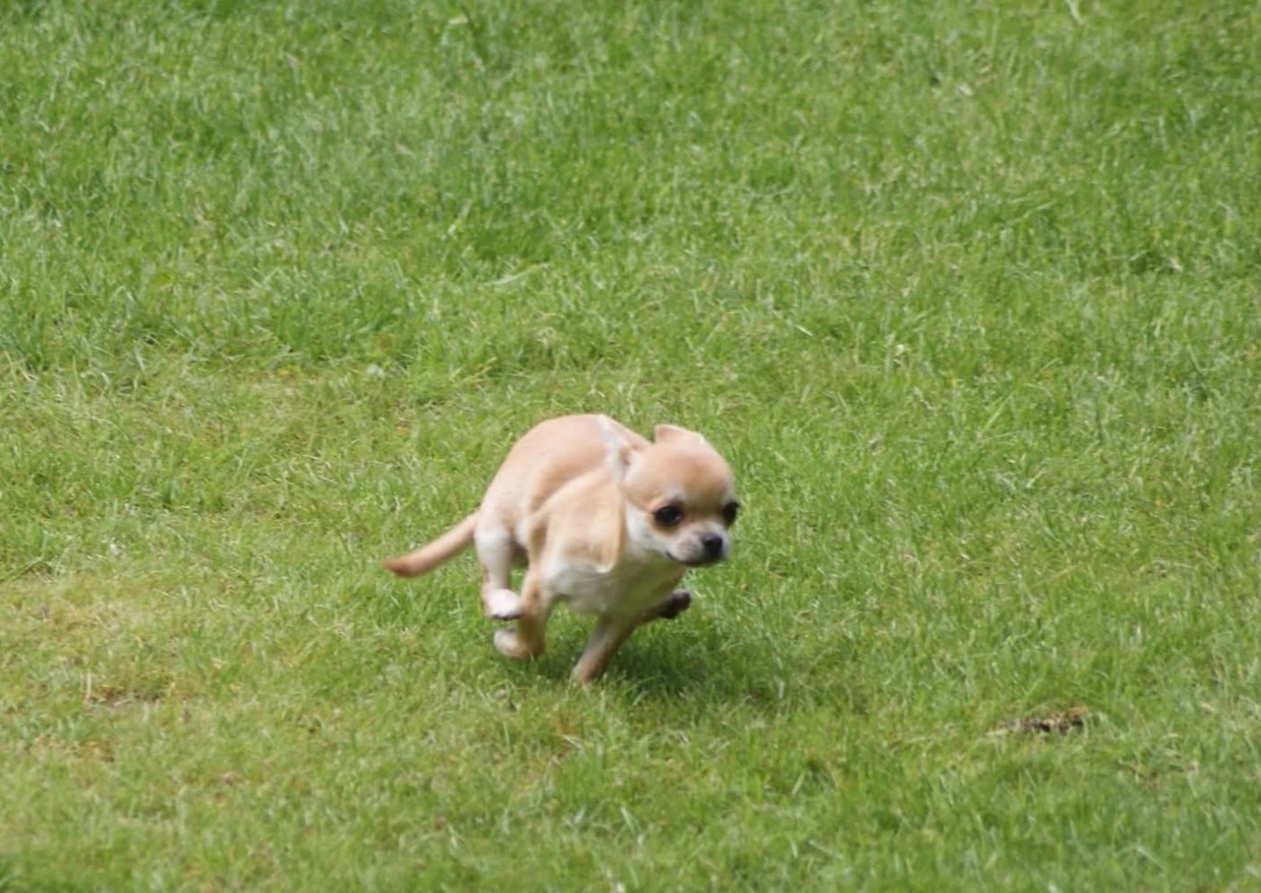 Publication : Du Grimoire Des Nains