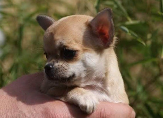 Publication : Du Grimoire Des Nains