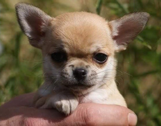 Publication : Du Grimoire Des Nains