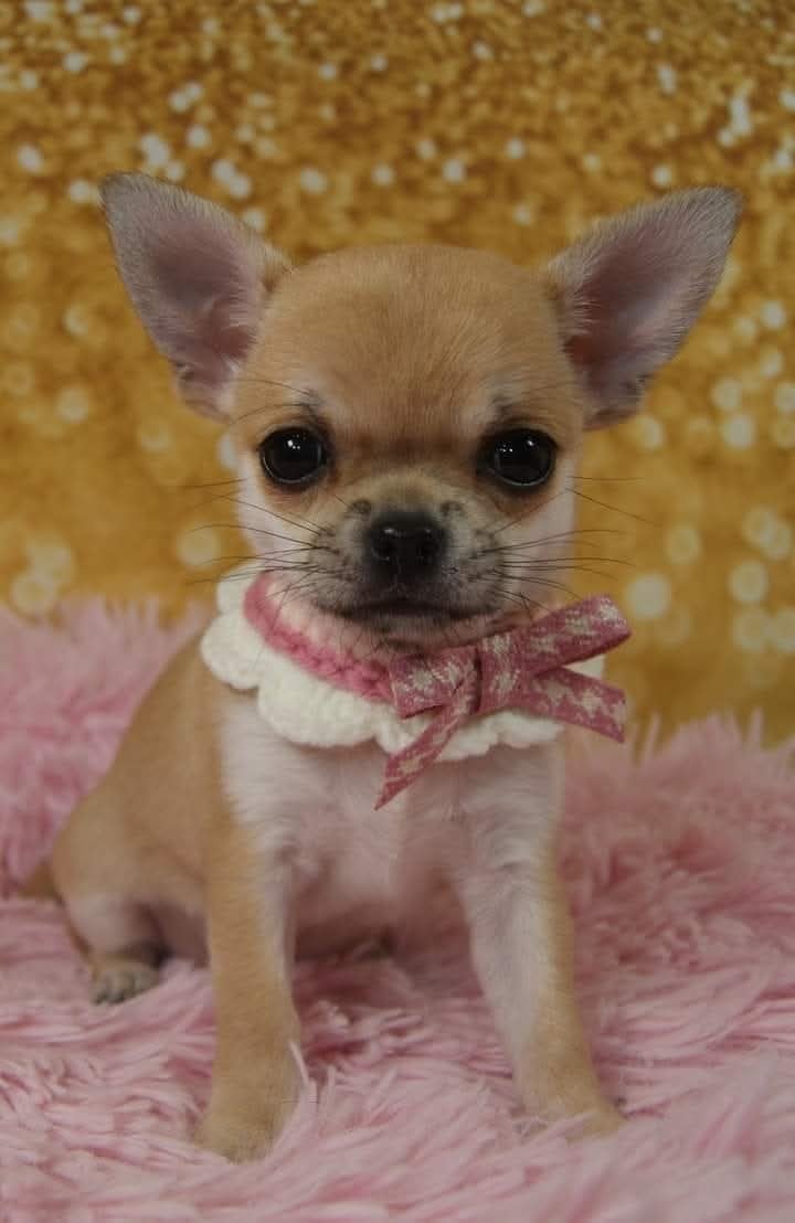 Publication : Du Grimoire Des Nains