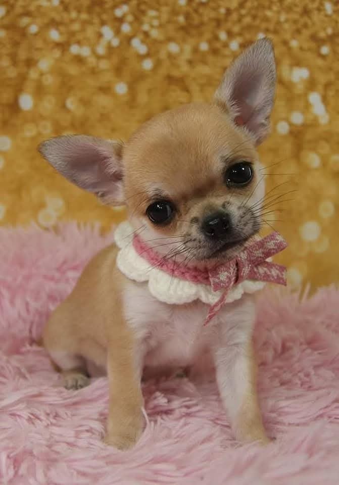 Publication : Du Grimoire Des Nains