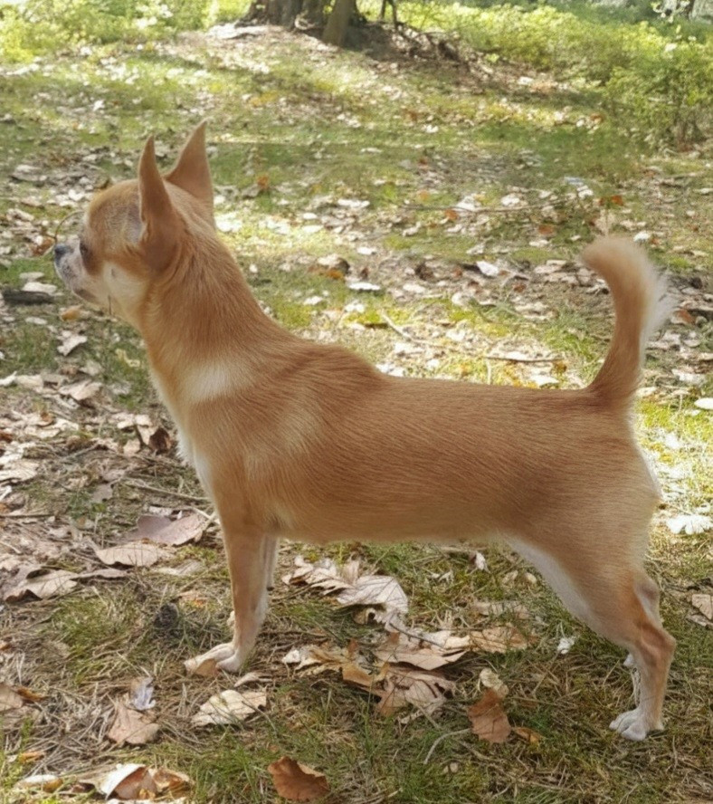 Publication : Du Grimoire Des Nains