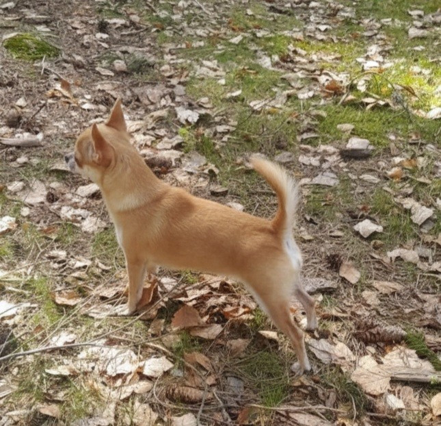 Publication : Du Grimoire Des Nains