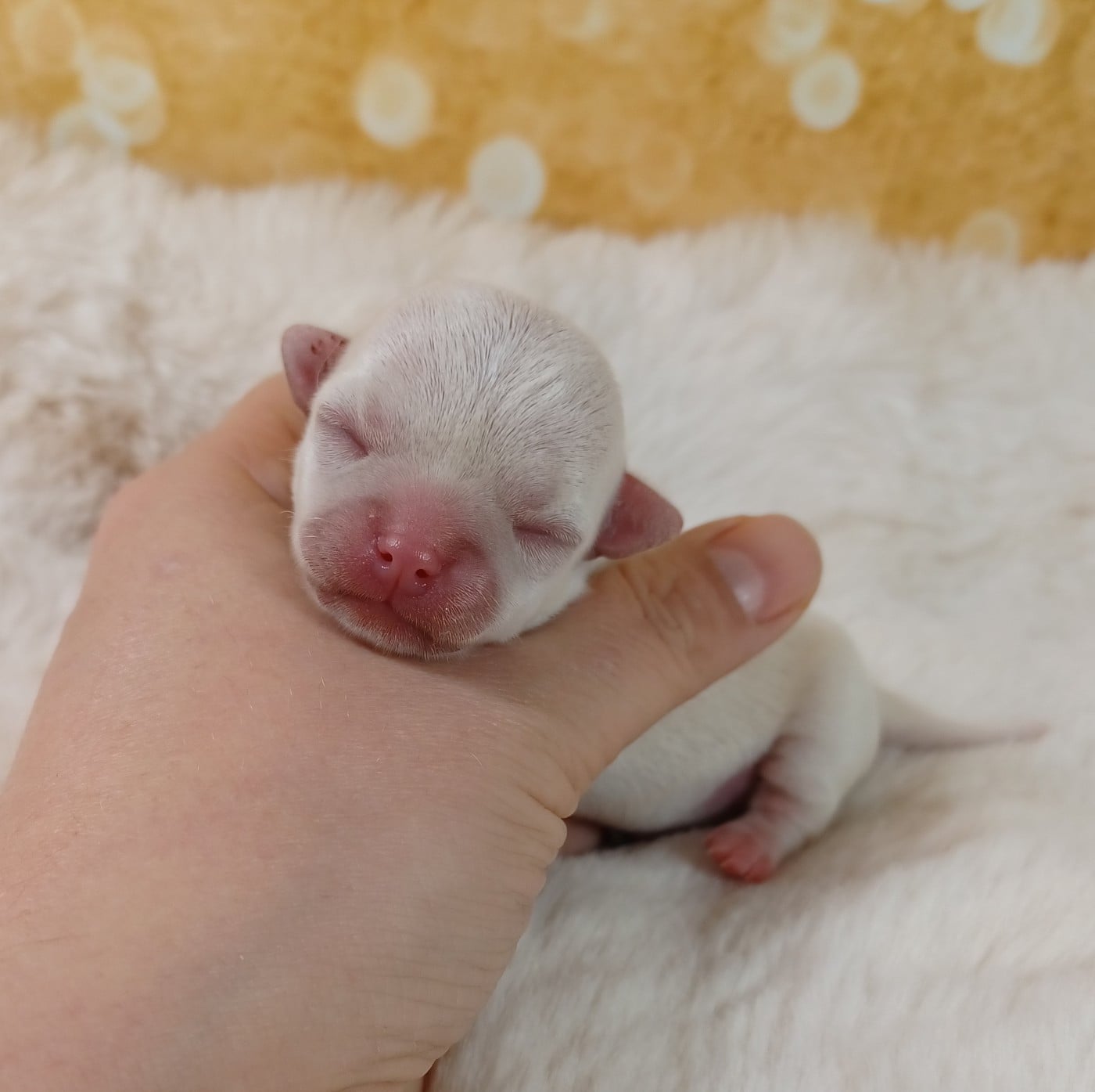 BELLA BAMBA - Chihuahua