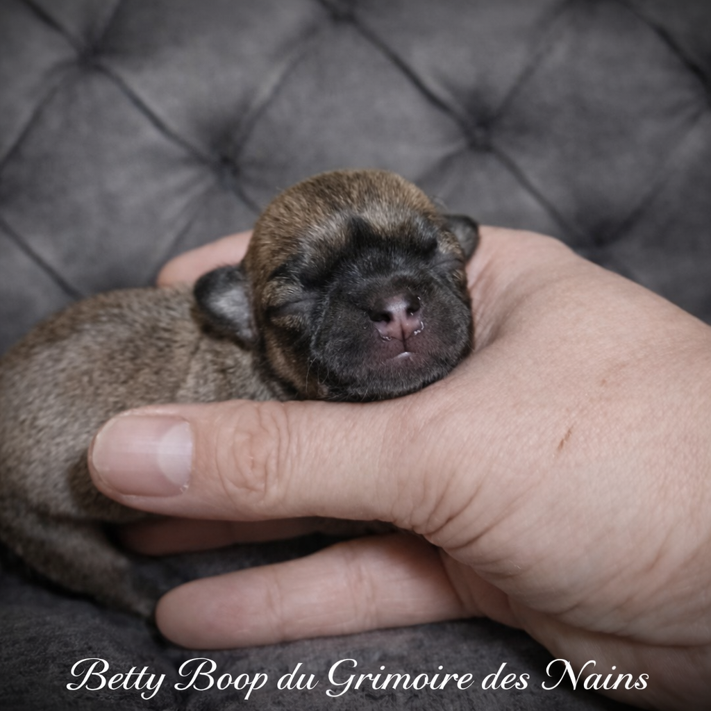 Betty Boop du Grimoire des Nains - Chihuahua