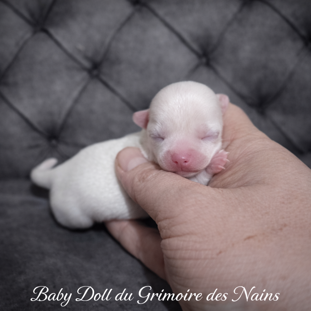 Babydoll du Grimoire des Nains - Chihuahua