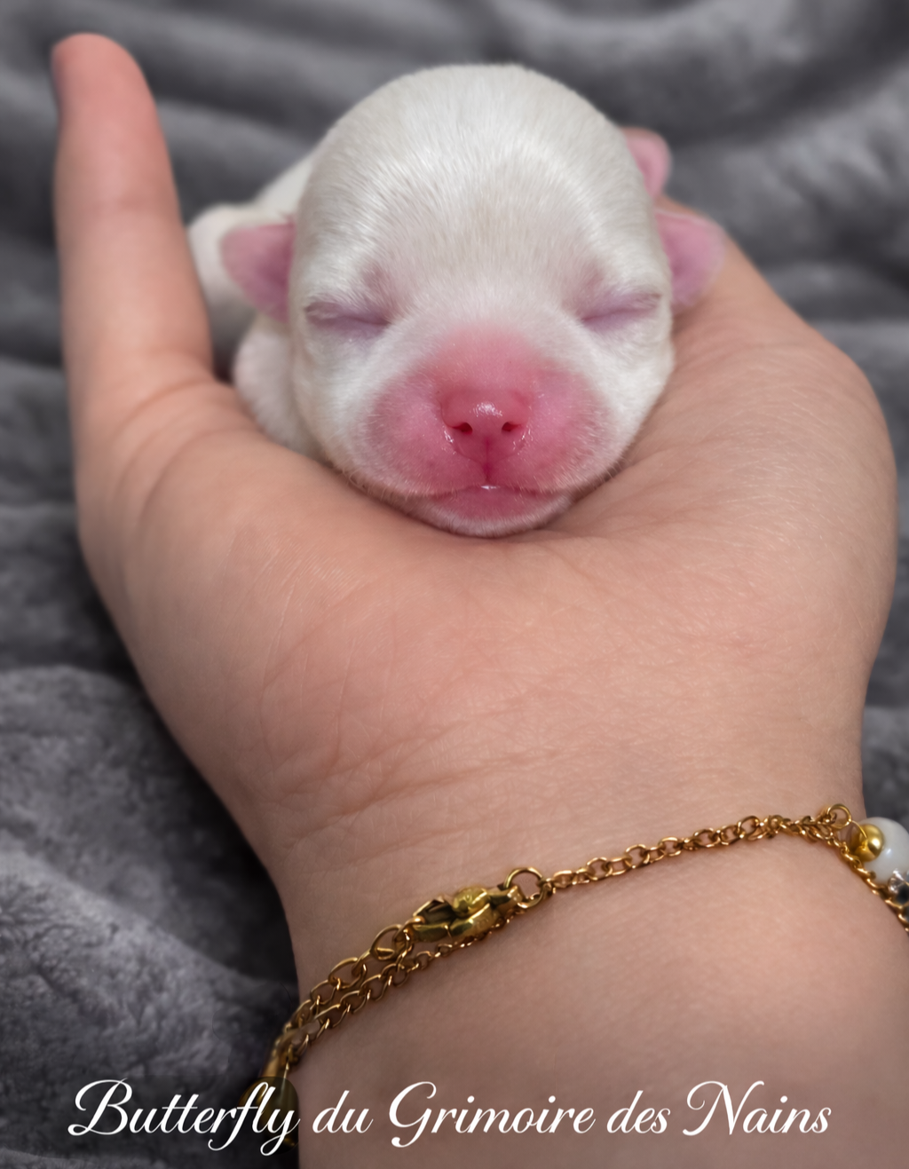 Butterfly du Grimoire des Nains - Chihuahua