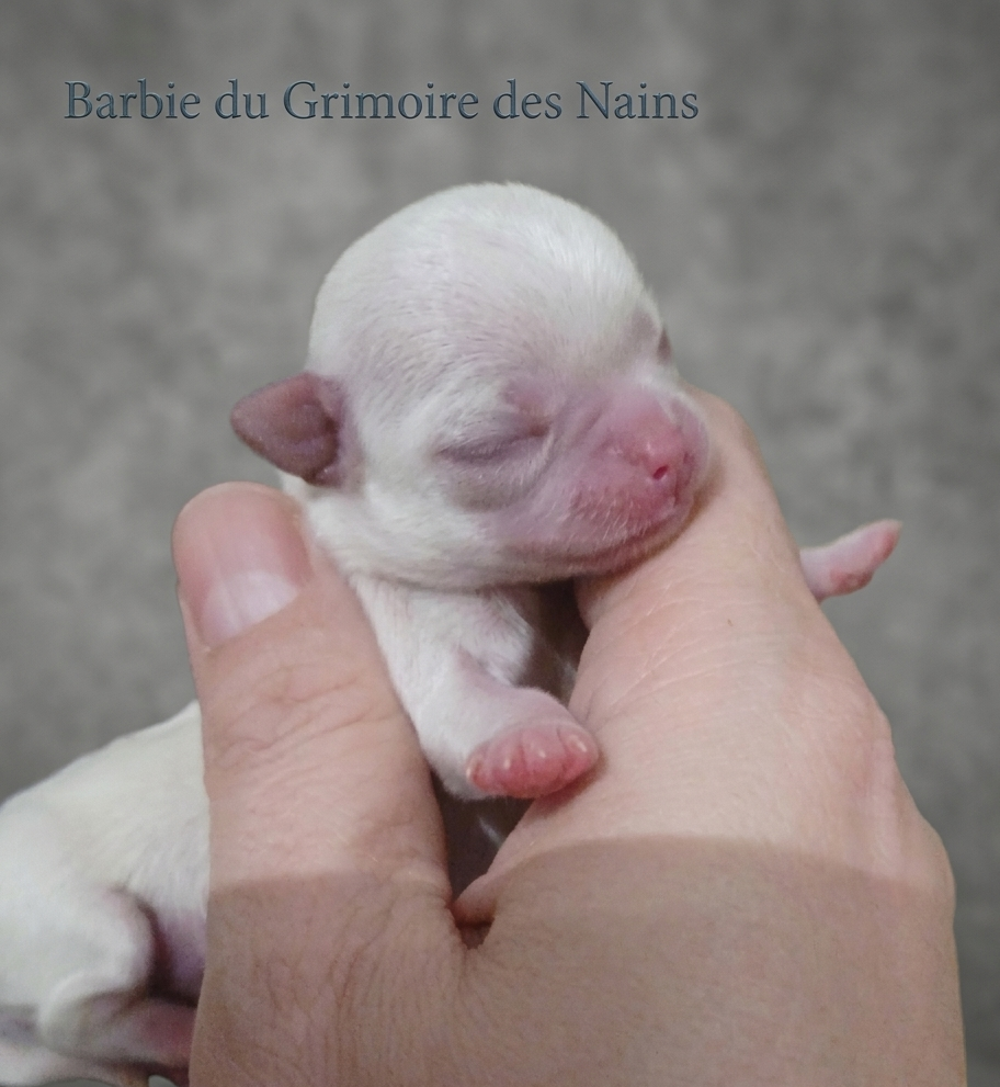 Barbie du Grimoire des Nains - Chihuahua