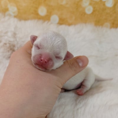 BELLA BAMBA - Chihuahua