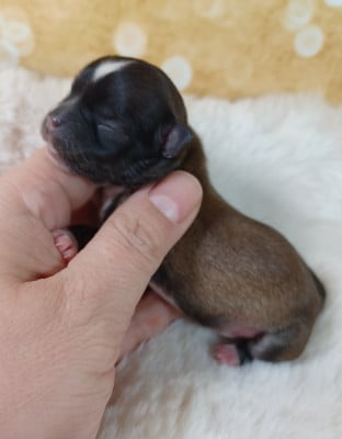 BEBE GNOME - Chihuahua