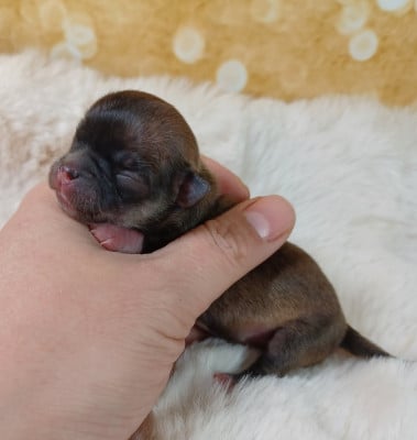 BISOU DE MIEL - Chihuahua