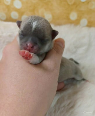 BRUME DE FEE - Chihuahua